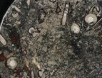 Fossil Orthoceras & Goniatite Plate - Stoneware #40525-1